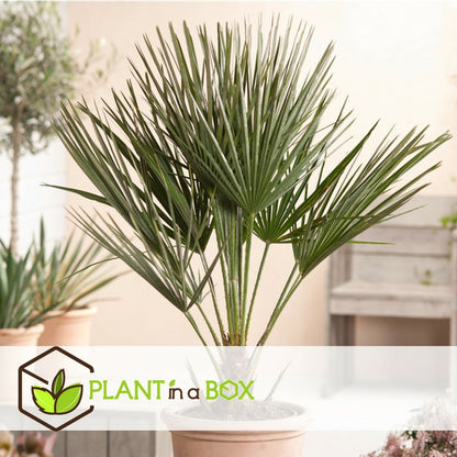  Chamaerops Humilis - Palmier Nain Européen - Pot 15cm - Hauteur 50-60cm