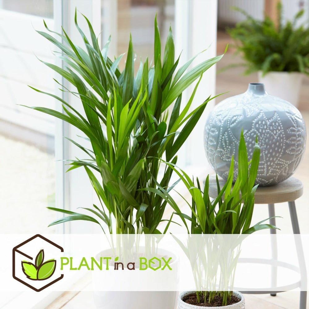  Dypsis Lutescens - Areca Gold Palm - Pot 17cm - Hauteur 60-70cm