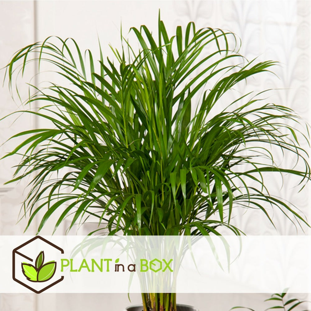  Dypsis Lutescens - Areca Gold Palm - Pot 17cm - Hauteur 60-70cm
