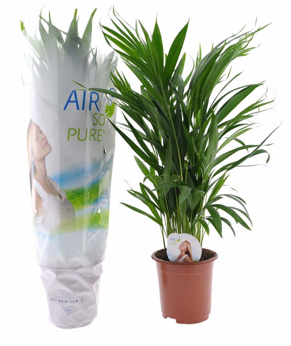  Dypsis Lutescens - Areca Gold Palm - Pot 17cm - Hauteur 60-70cm