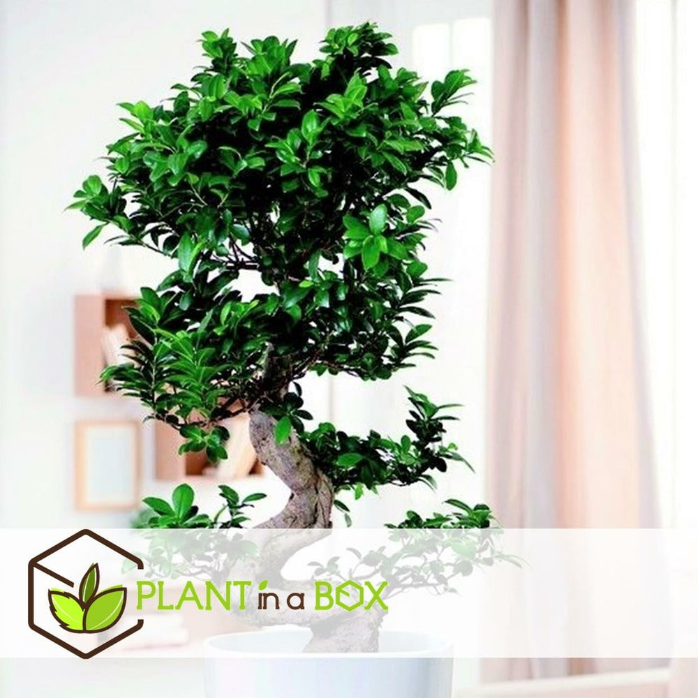  Ficus Ginseng S-shape - Japonaise Bonsai - Pot 20cm - Hauteur 55-65cm
