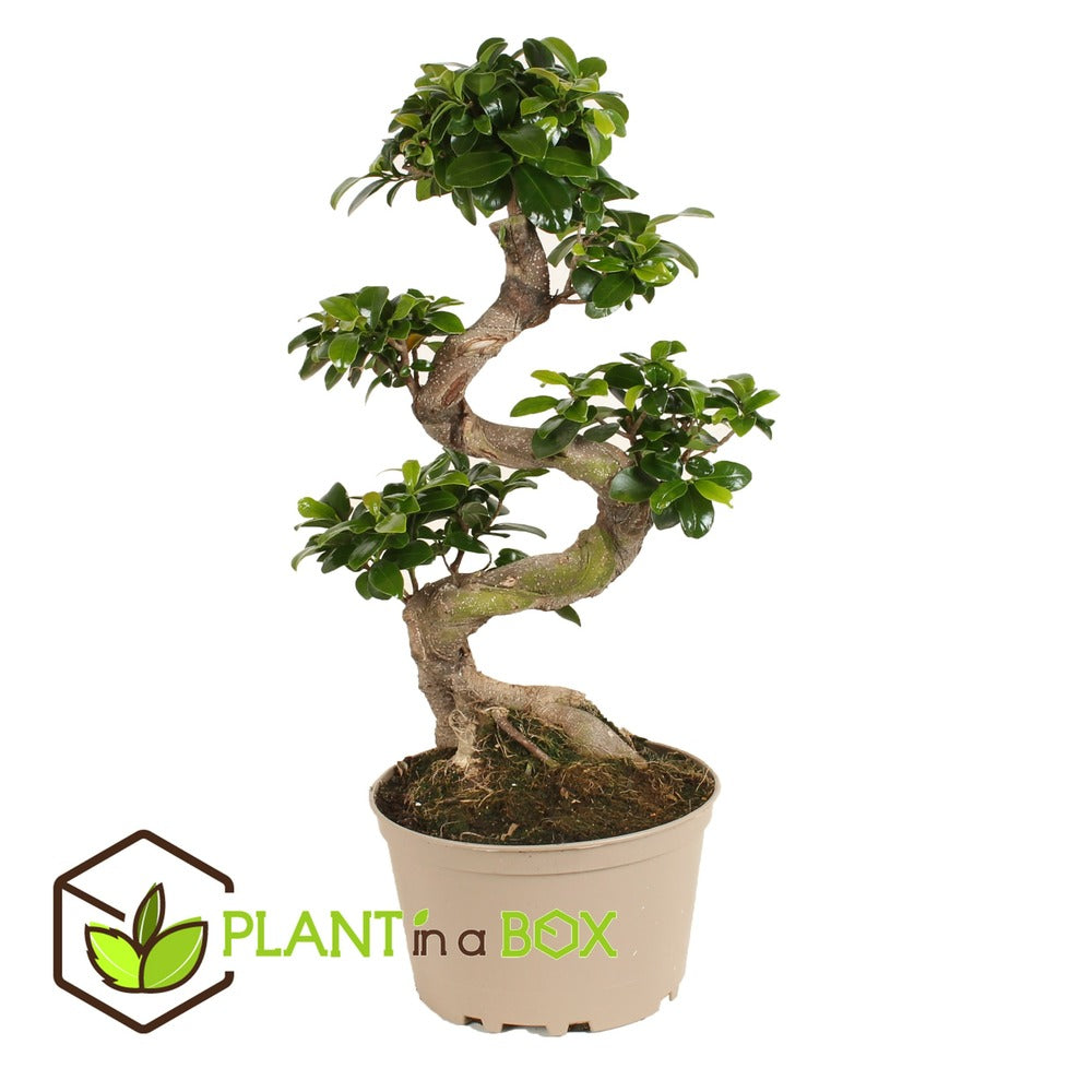  Ficus Ginseng S-shape - Japonaise Bonsai - Pot 20cm - Hauteur 55-65cm