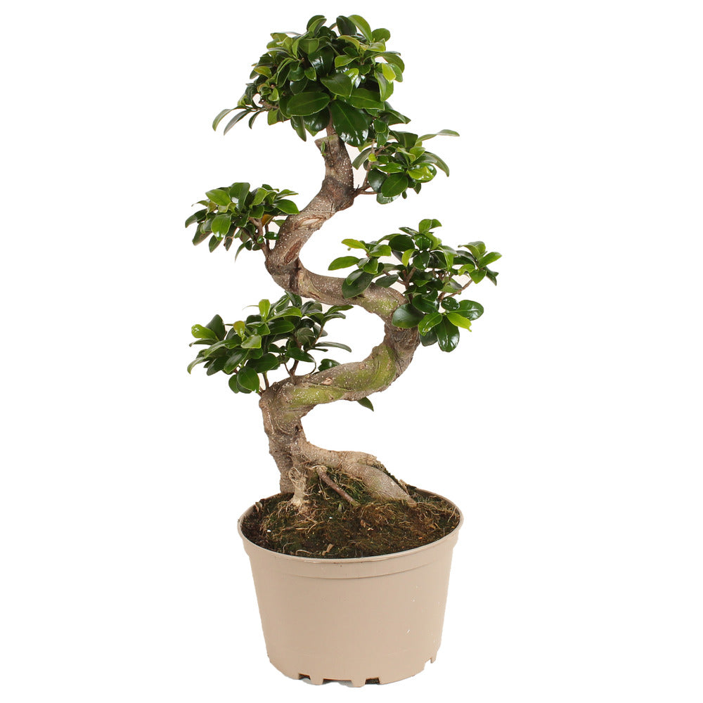 Ficus Ginseng S-shape - Japonaise Bonsai - Pot 20cm - Hauteur 55-65cm