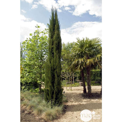  Cupressus Sempervirens Stricta : H. 250/300 Cm