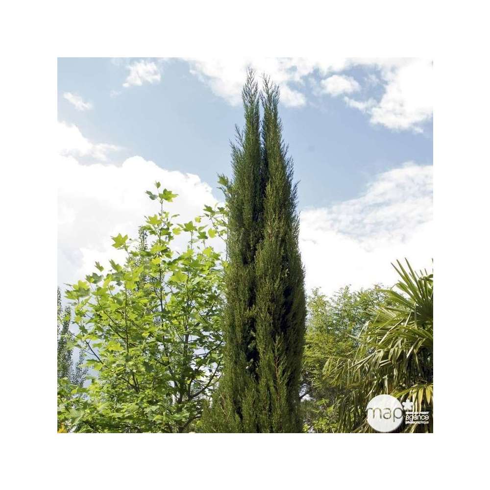  Cupressus Sempervirens Stricta : H. 250/300 Cm
