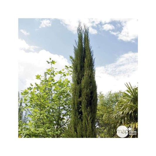 Cupressus Sempervirens Stricta : H. 250/300 Cm