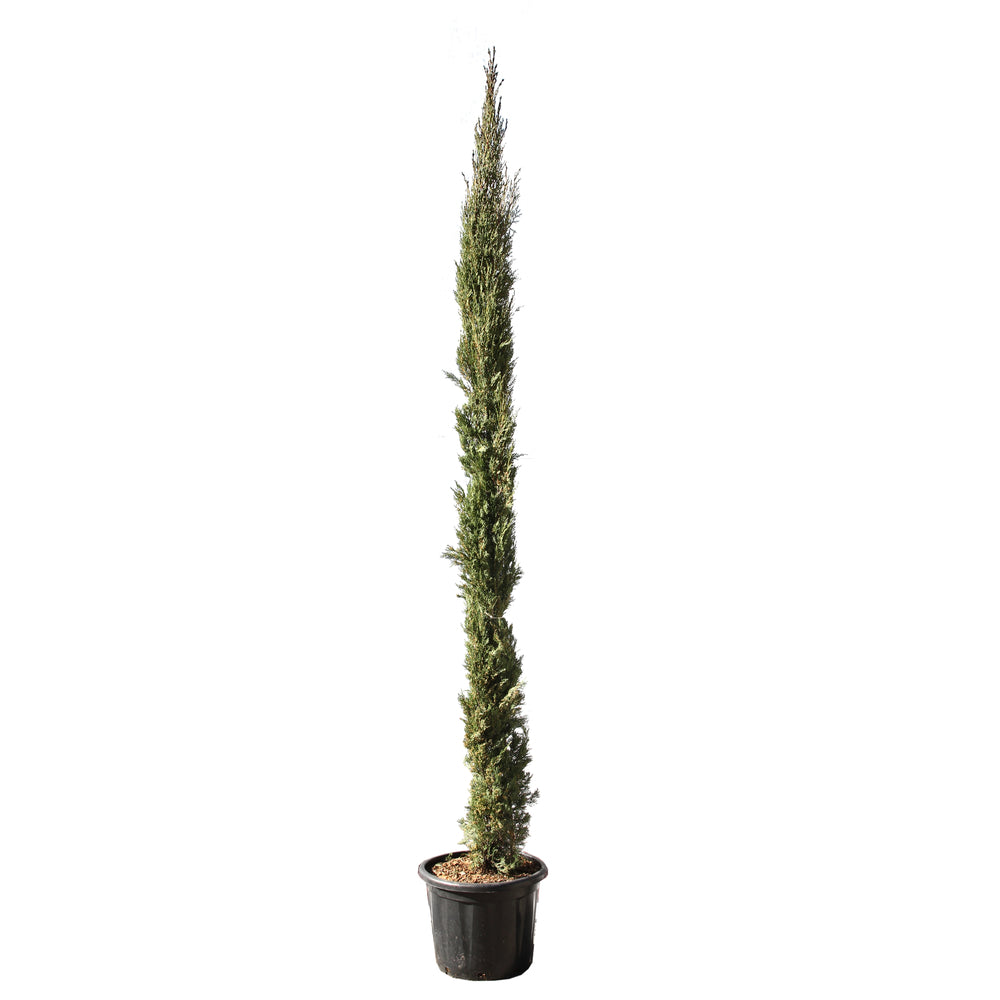  Cupressus Sempervirens Stricta : H. 250/300 Cm