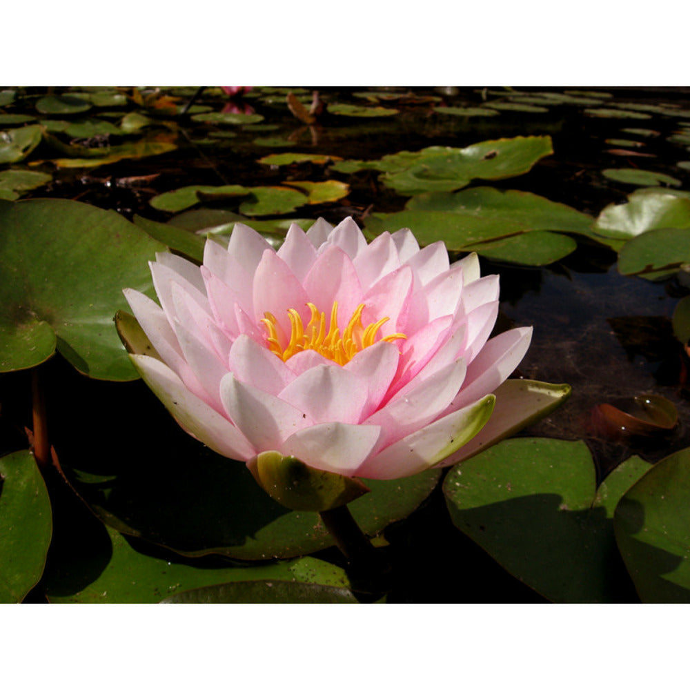  Nymphaea 'darwin'