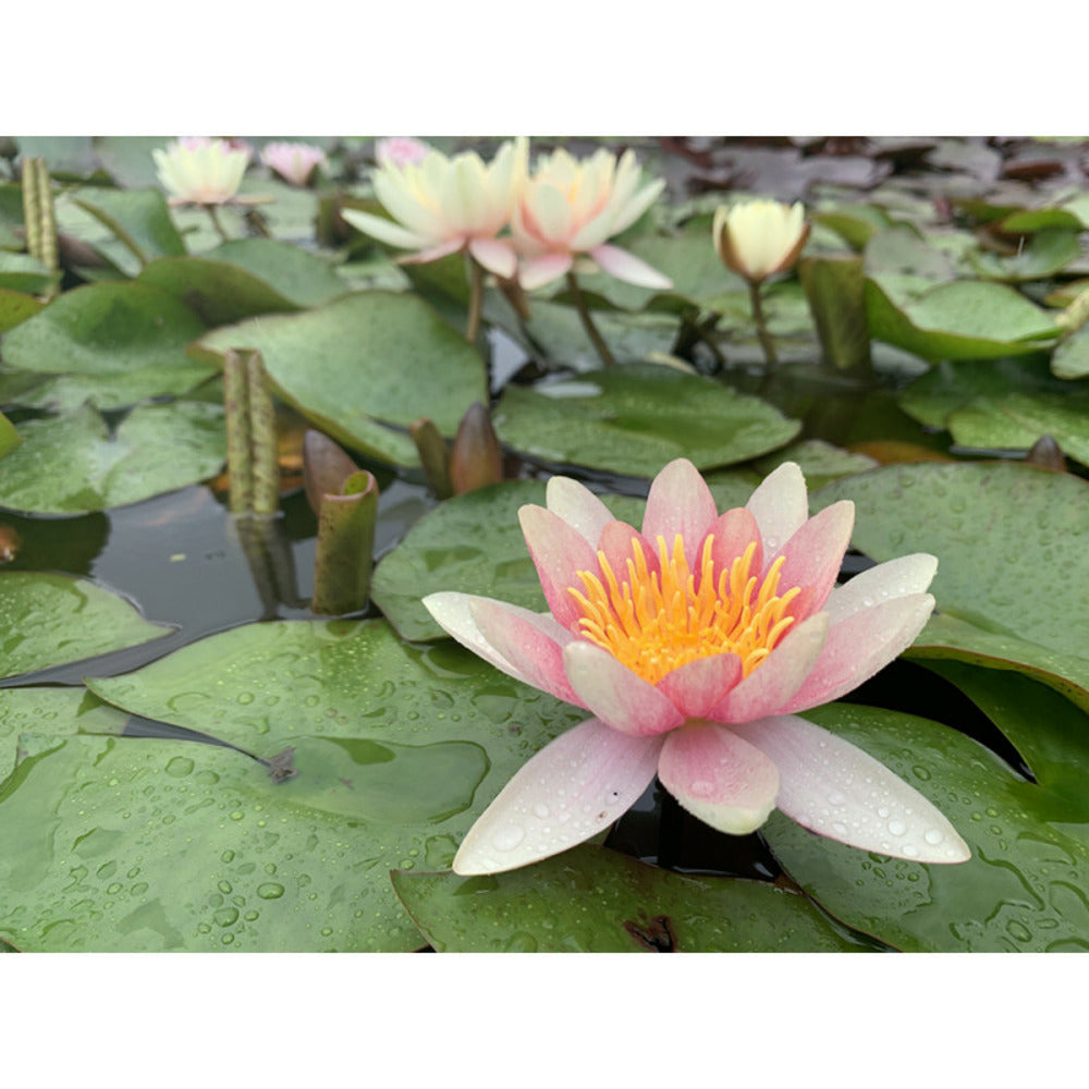  Nymphaea 'paul Hariot'