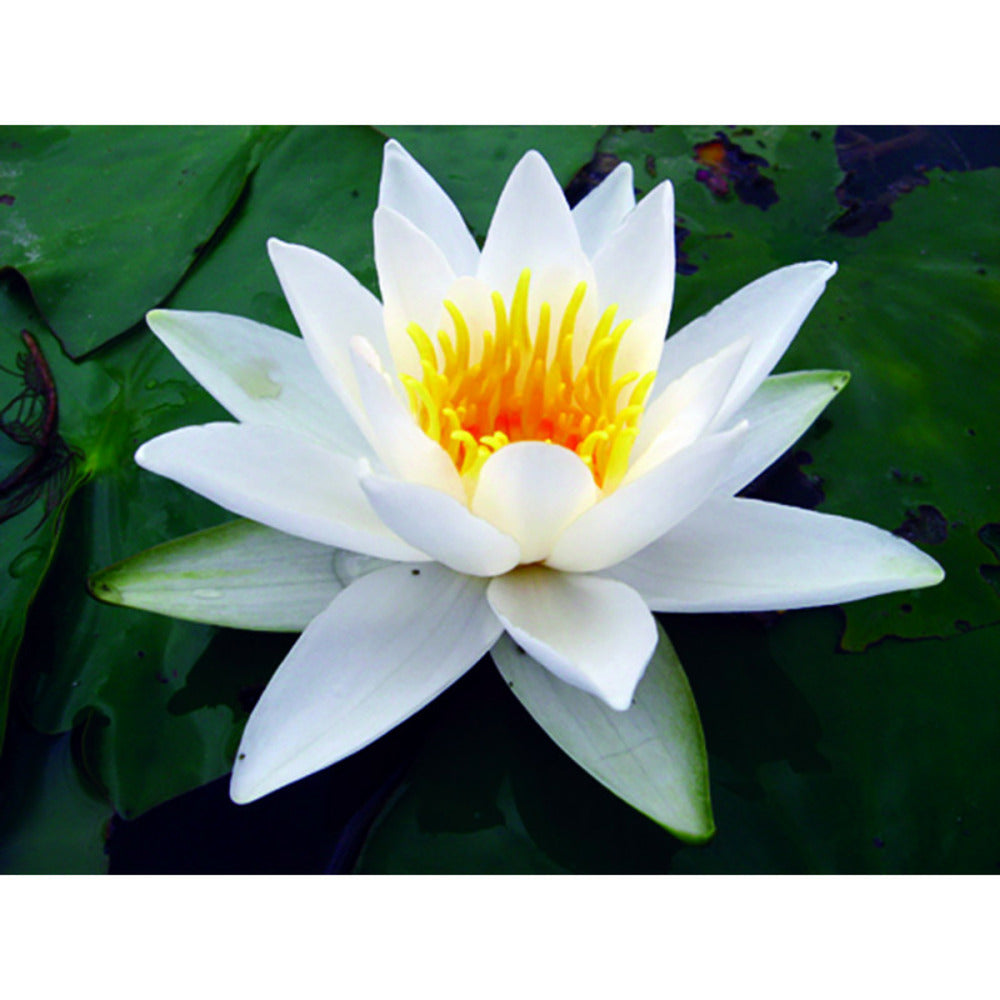  Nymphaea 'alba Delicata'