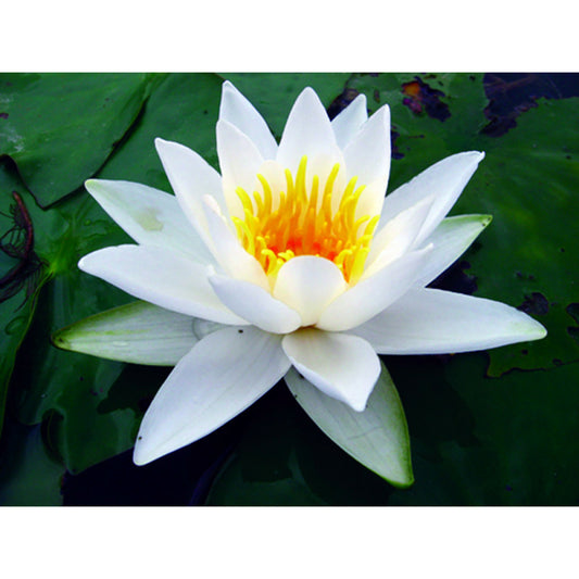  Nymphaea 'alba Delicata'