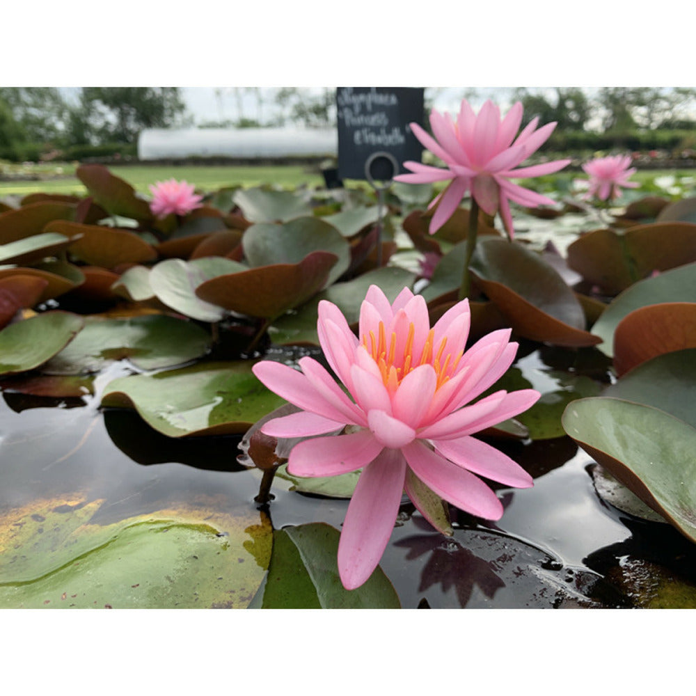  Nymphaea 'princesse Elisabeth'