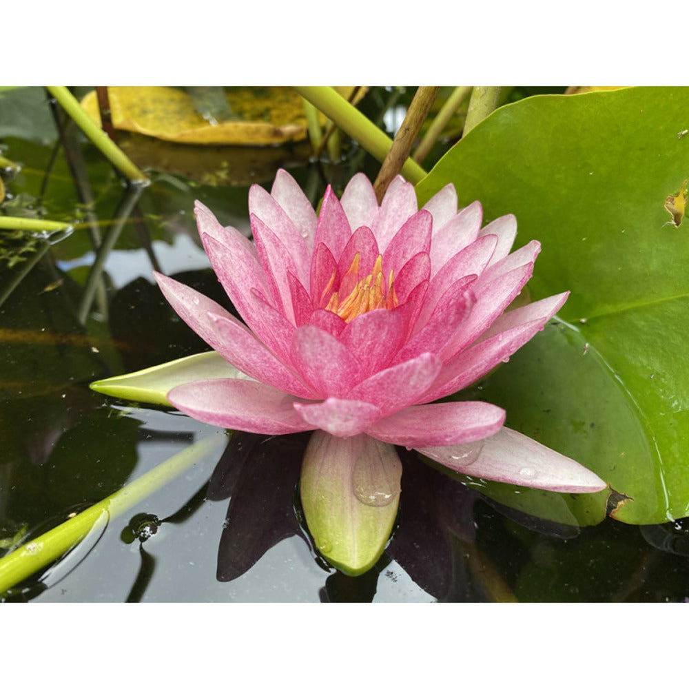  Nymphaea 'perry's Super Red'