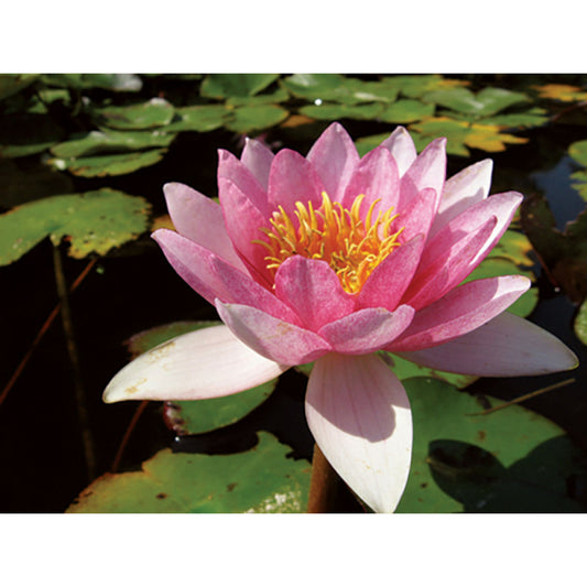  Nymphaea 'galatée'