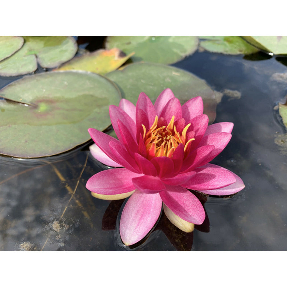  Nymphaea 'perry's Strawberry Pink'