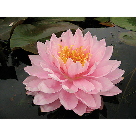  Nymphaea 'lilypons'