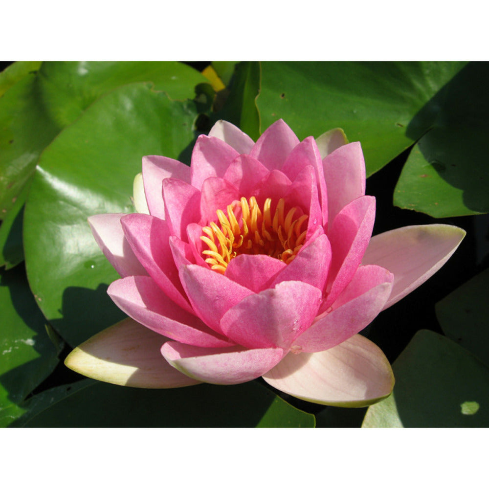  Nymphaea 'masaniello'