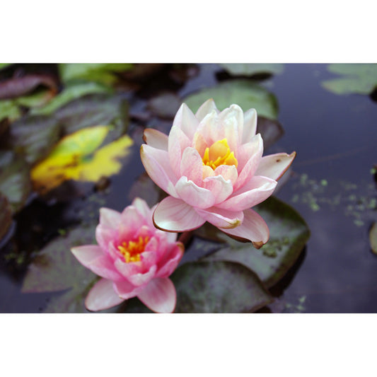  Nymphaea 'berit Stawn'