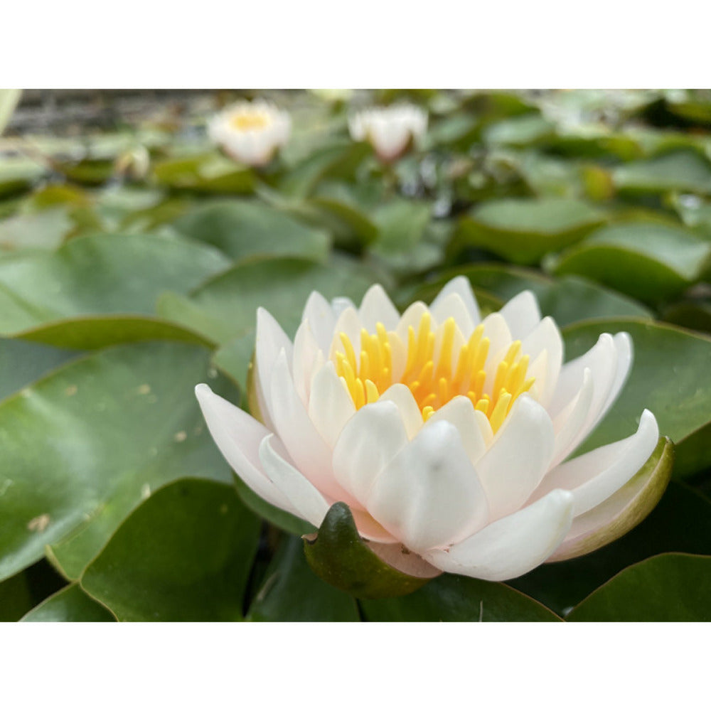  Nymphaea 'walter Pagels'