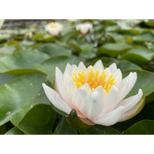 Nymphaea 'walter Pagels'