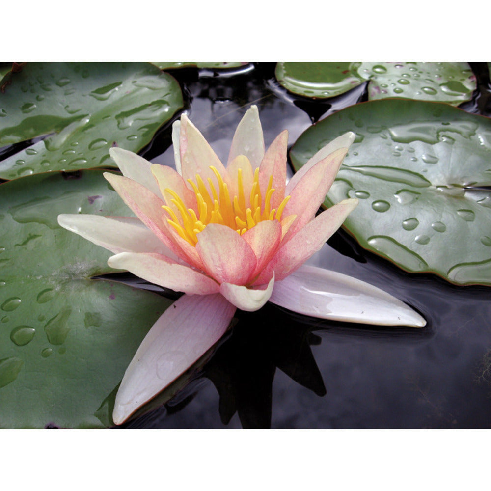  Nymphaea 'sioux'