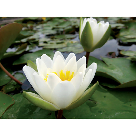  Nymphaea Candida