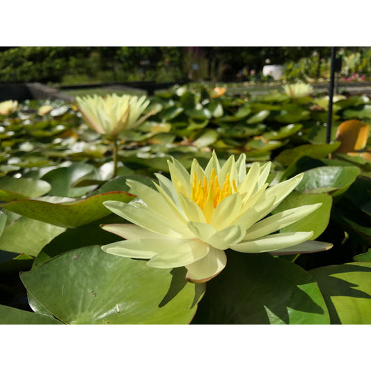 Nymphaea 'odorata Sulfurea Grandiflora'