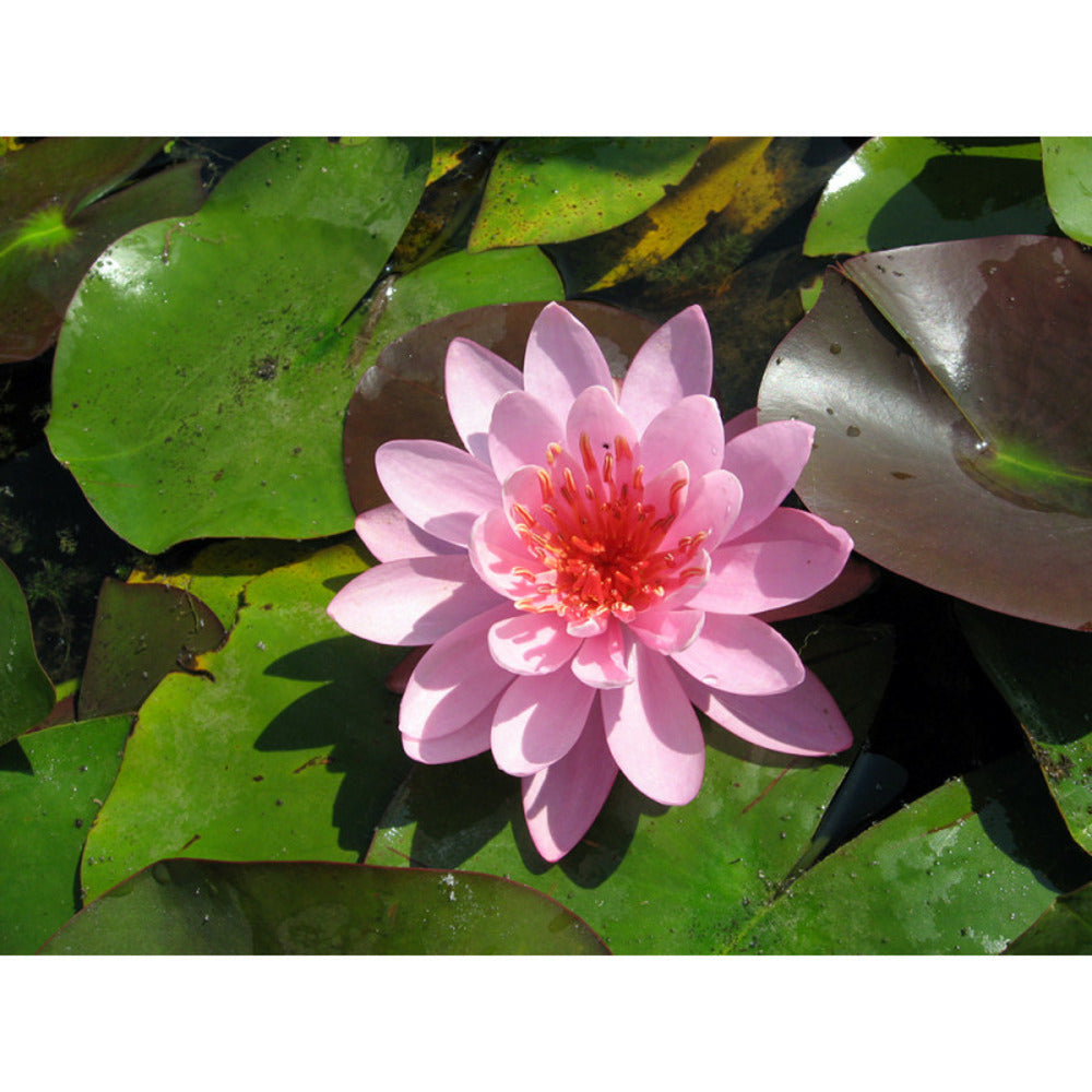  Nymphaea 'firecrest'