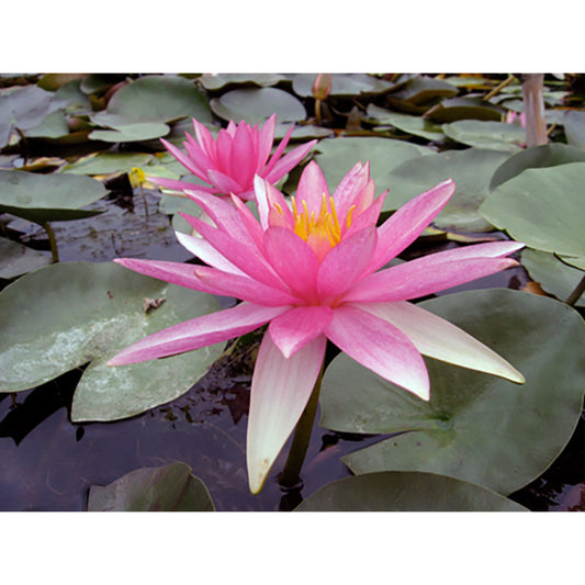  Nymphaea 'pink Sparkle'