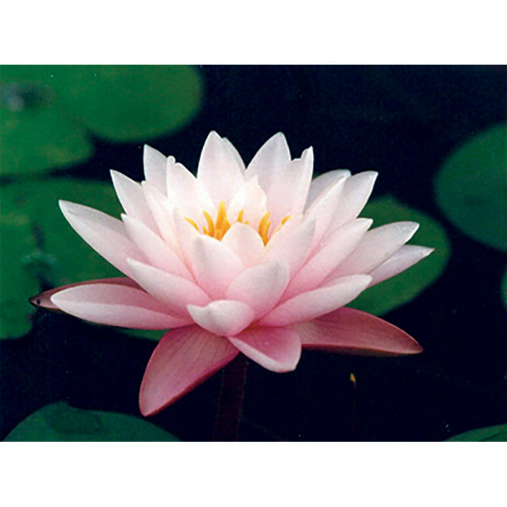  Nymphaea 'chubby'