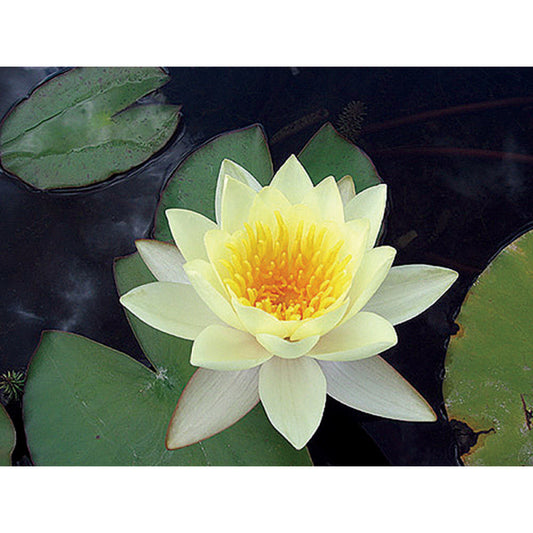  Nymphaea 'moorei'