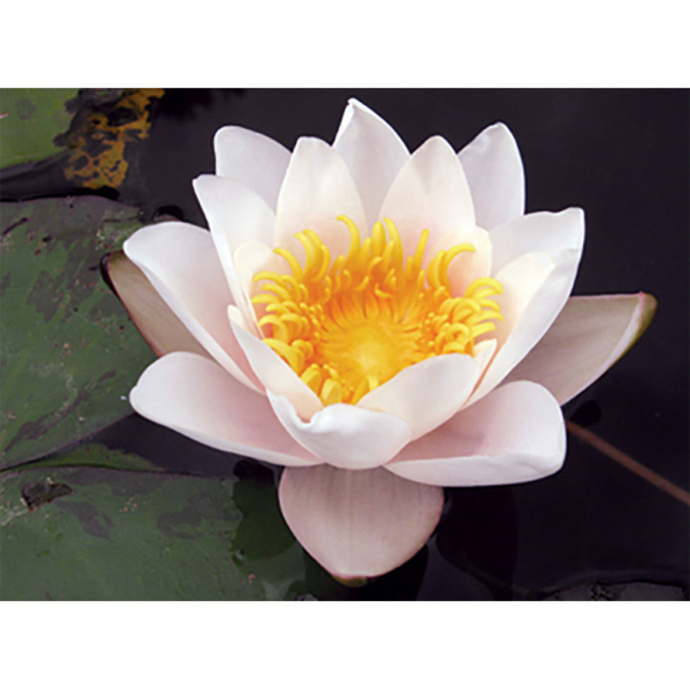 Nymphaea 'geisha Girl'
