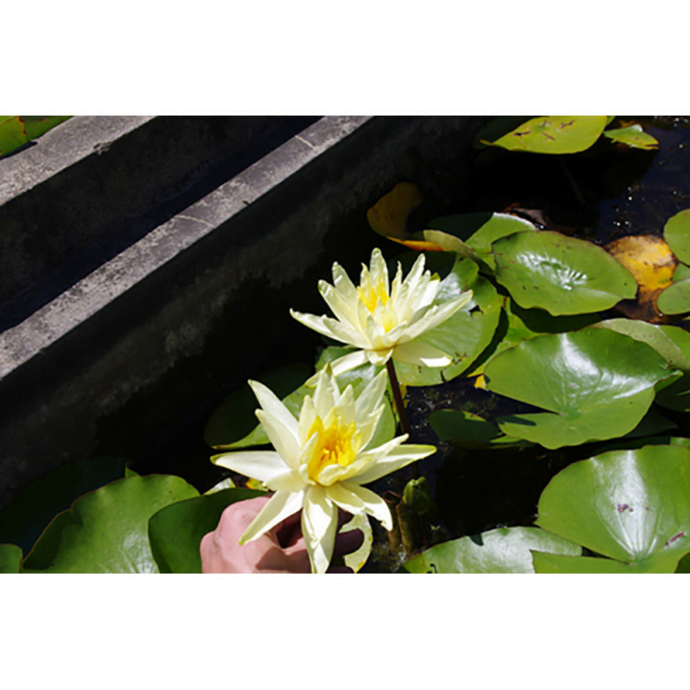  Nymphaea 'colonel Aj Welch'
