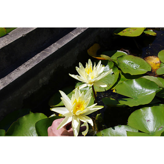  Nymphaea 'colonel Aj Welch'