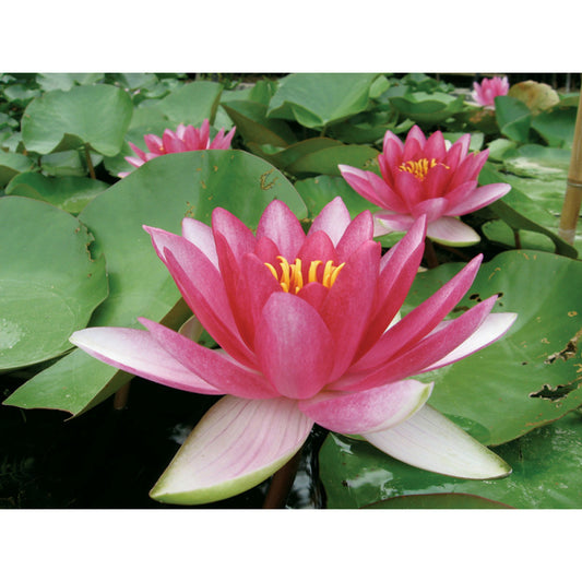  Nymphaea 'attraction'