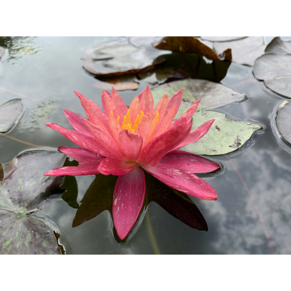  Nymphaea 'wanvisa'