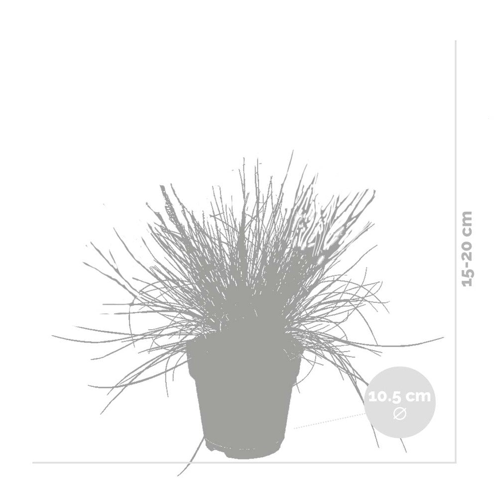  3x Festuca Glauca 'eisvogel' - Fétuque Bleue - Rustique - ⌀10.5 Cm - ↕15-20 Cm