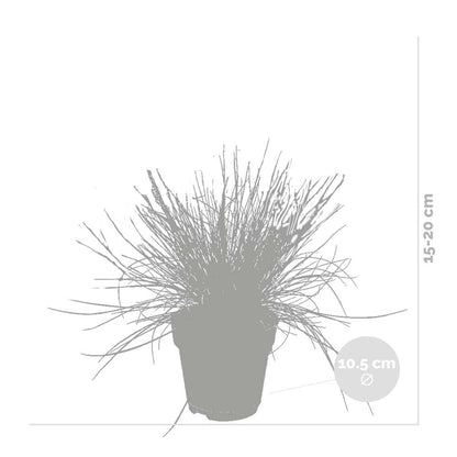  3x Festuca Glauca 'eisvogel' - Fétuque Bleue - Rustique - ⌀10.5 Cm - ↕15-20 Cm