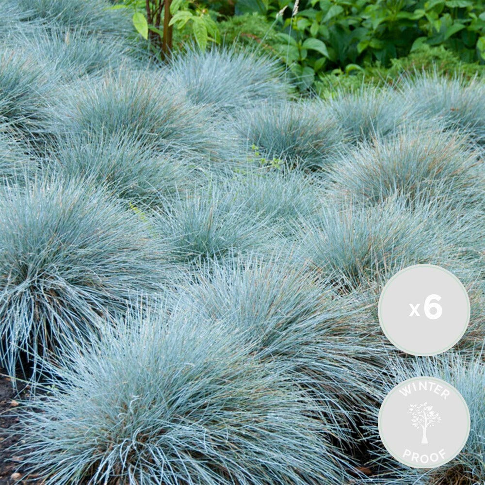  3x Festuca Glauca 'eisvogel' - Fétuque Bleue - Rustique - ⌀10.5 Cm - ↕15-20 Cm