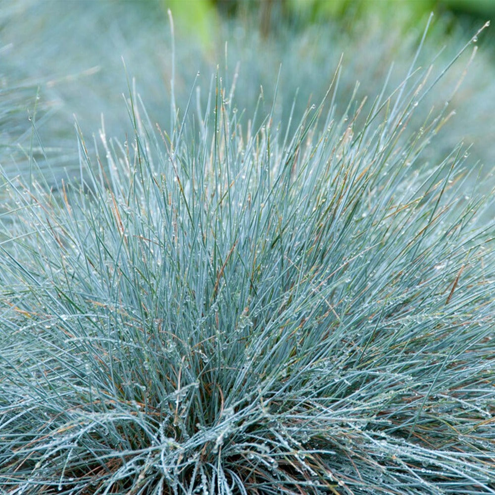  3x Festuca Glauca 'eisvogel' - Fétuque Bleue - Rustique - ⌀10.5 Cm - ↕15-20 Cm