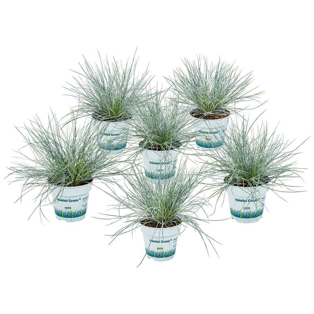  3x Festuca Glauca 'eisvogel' - Fétuque Bleue - Rustique - ⌀10.5 Cm - ↕15-20 Cm