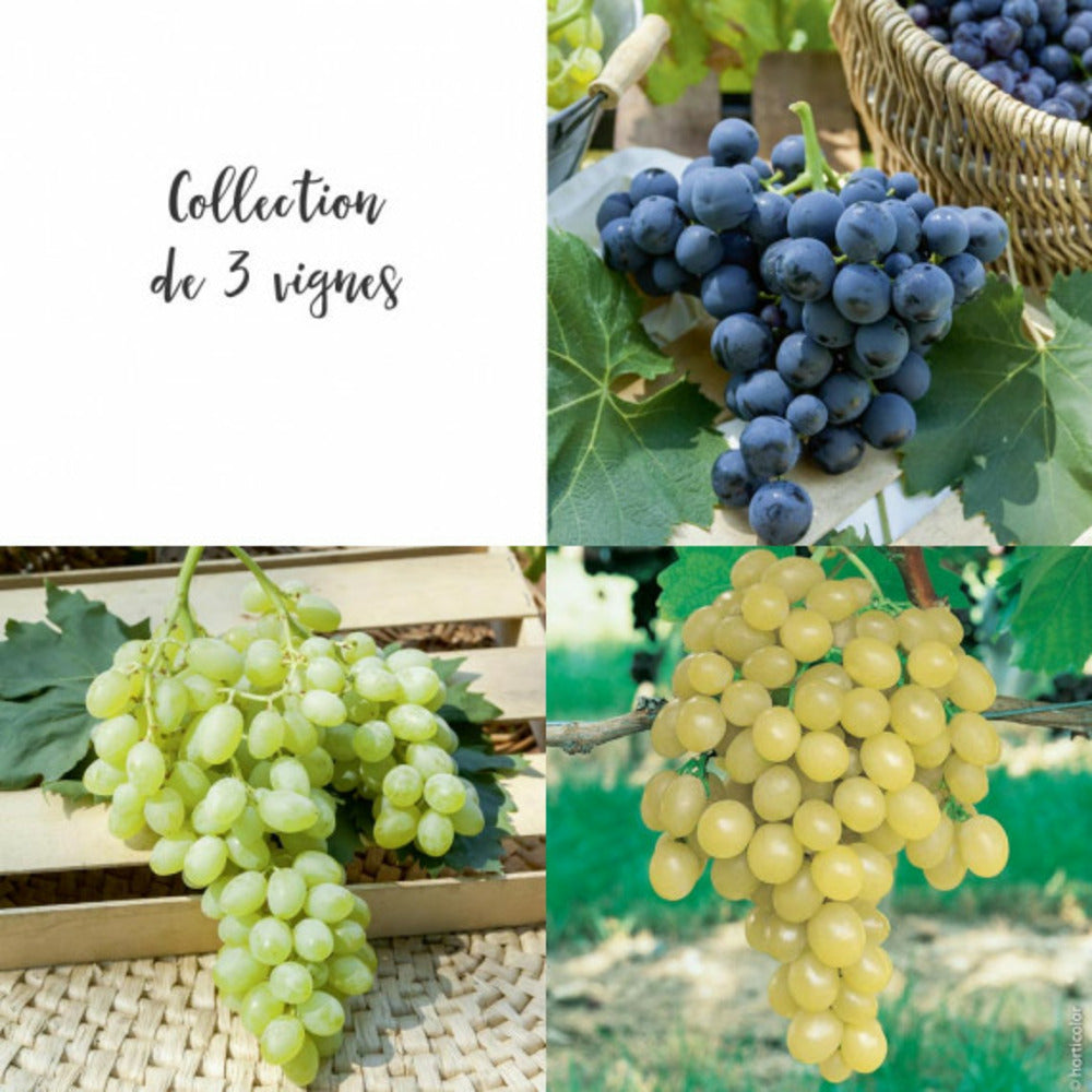  Collection De 3 Vignes