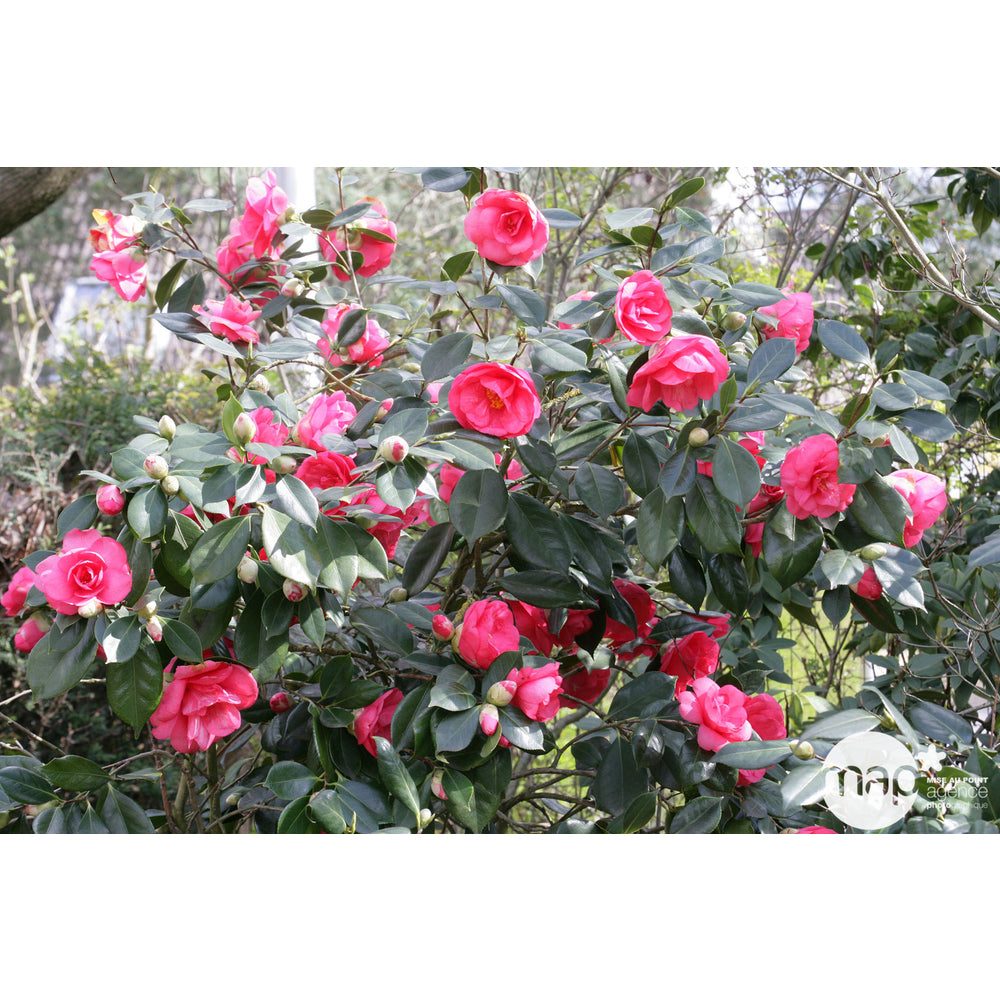  Camellia Japonica : H 40/50 Cm, Coloris Variables