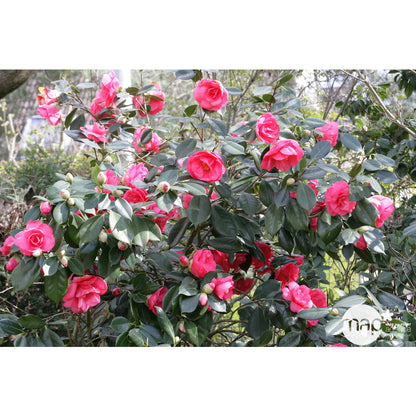  Camellia Japonica : H 40/50 Cm, Coloris Variables