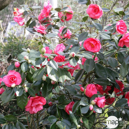  Camellia Japonica : H 40/50 Cm, Coloris Variables