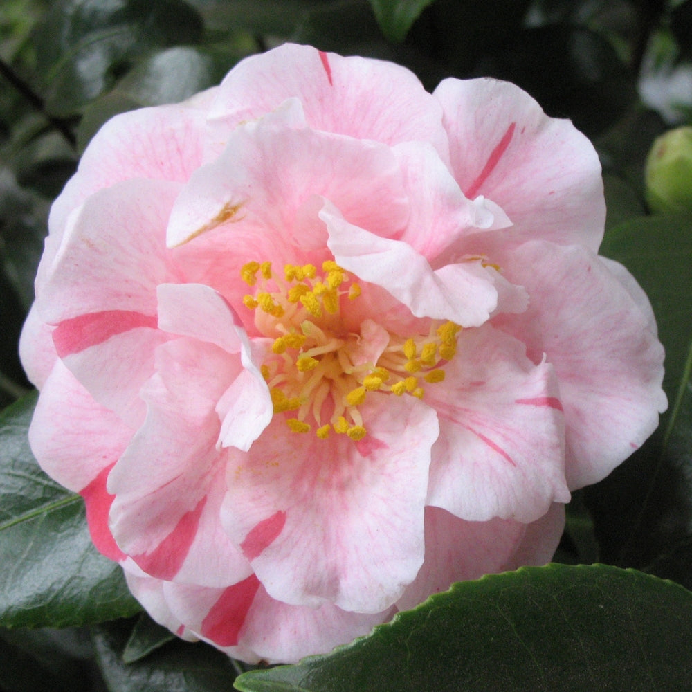  Camellia Japonica : H 40/50 Cm, Coloris Variables