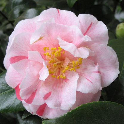  Camellia Japonica : H 40/50 Cm, Coloris Variables