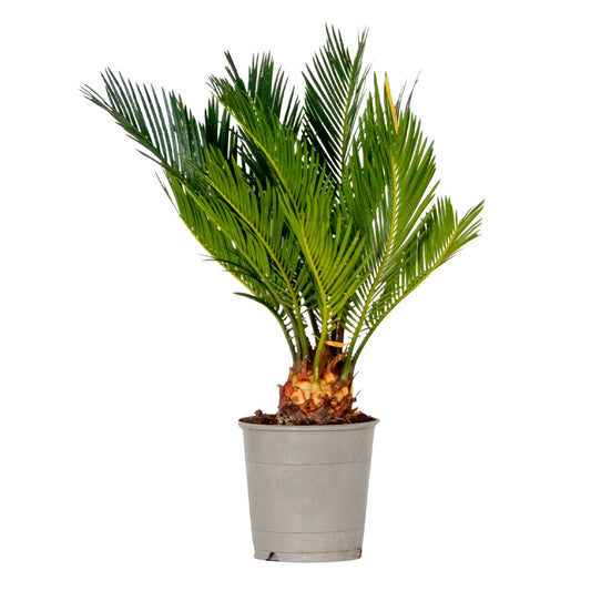  Cycas Revoluta - Palmier Sagou - Palmier D'intérieur - 30-40 Cm De Haut - Pot 12 Cm