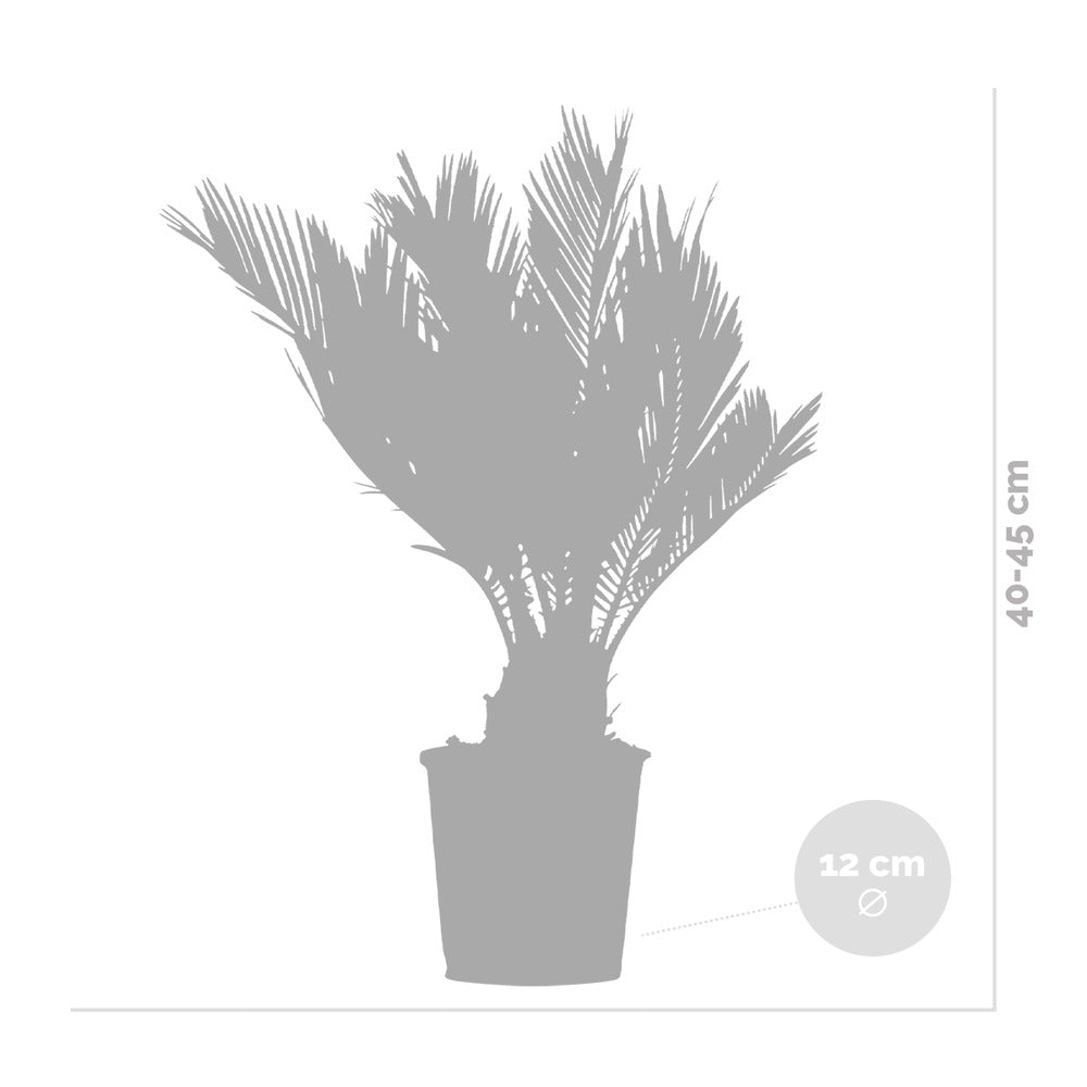  Cycas Revoluta - Palmier Sagou - Palmier D'intérieur - 30-40 Cm De Haut - Pot 12 Cm