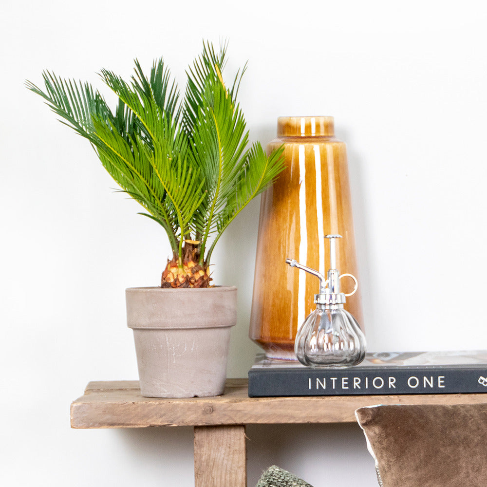  Cycas Revoluta - Palmier Sagou - Palmier D'intérieur - 30-40 Cm De Haut - Pot 12 Cm
